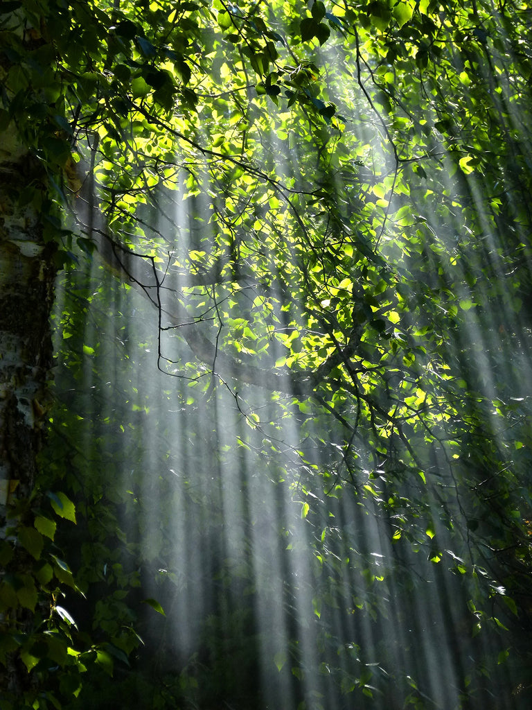 Spring has Sprung!