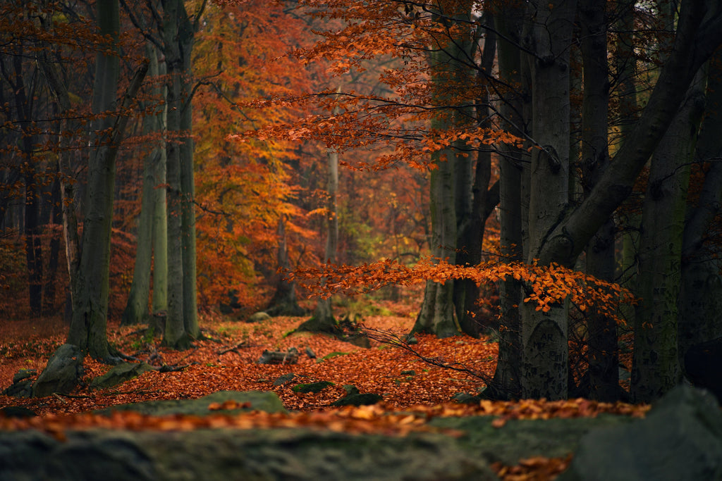 Happy Fall!
