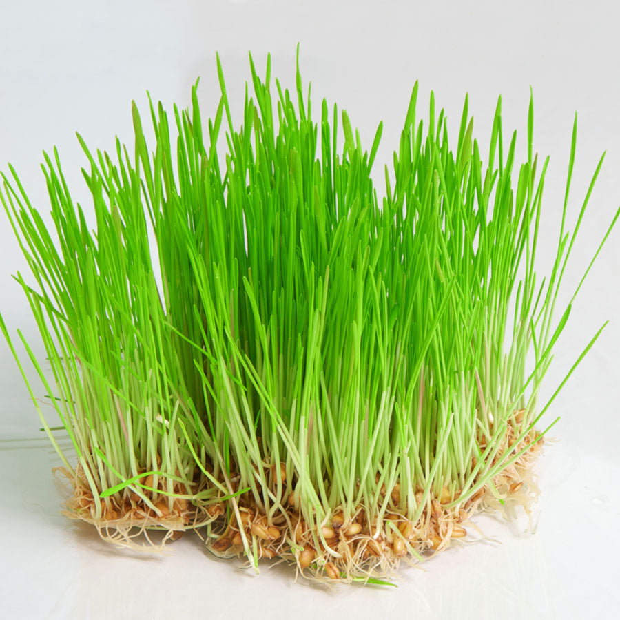 Wheat Grass