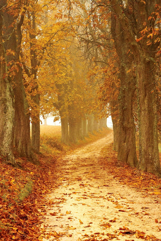 Welcome Fall!