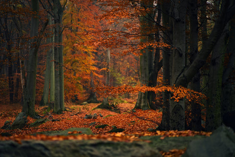 Happy Fall!